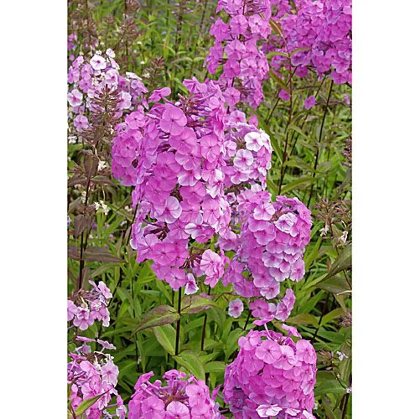 Täpläleimu 'Alpha' Phlox maculata