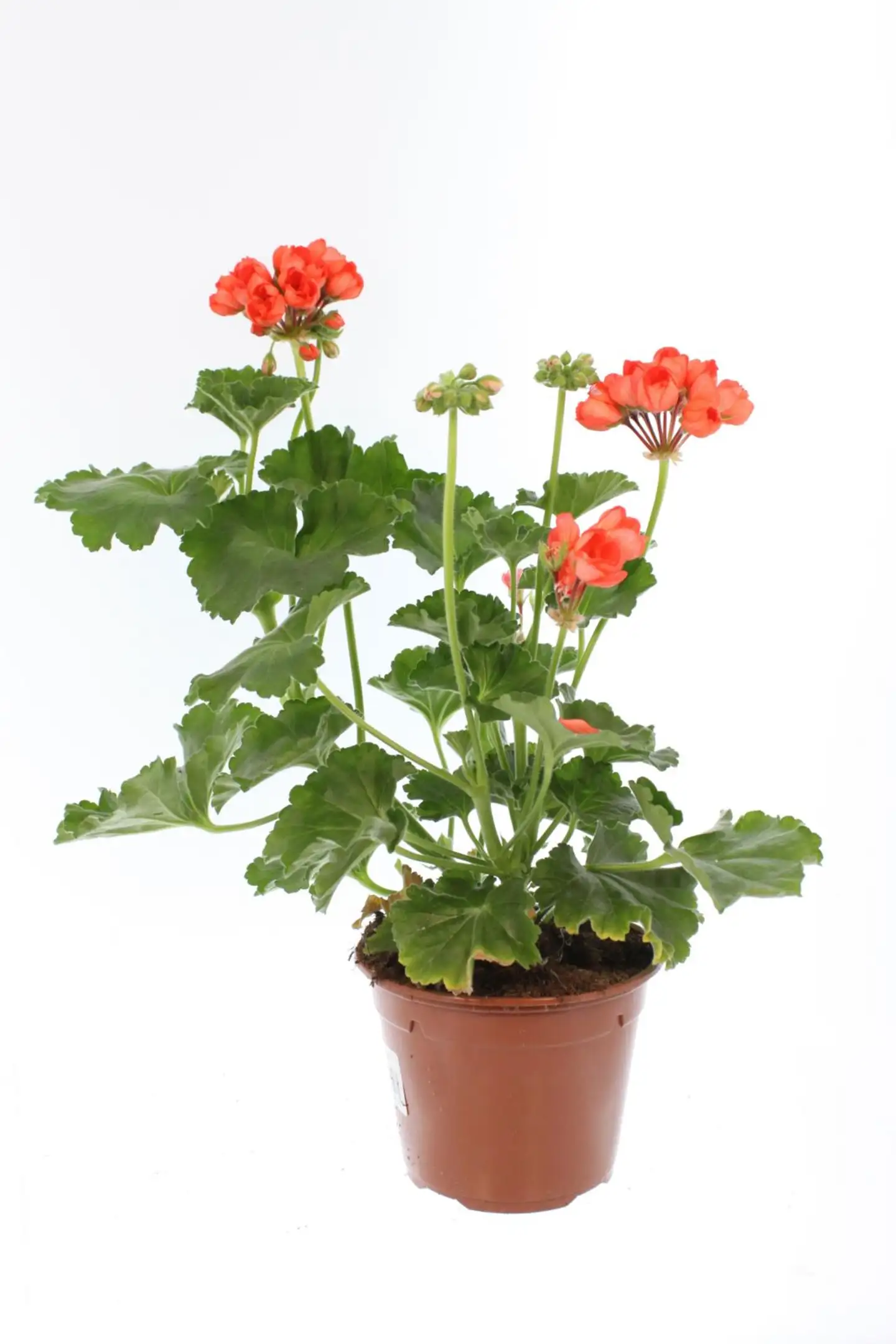 Perinnepelargoni 13 cm - 7