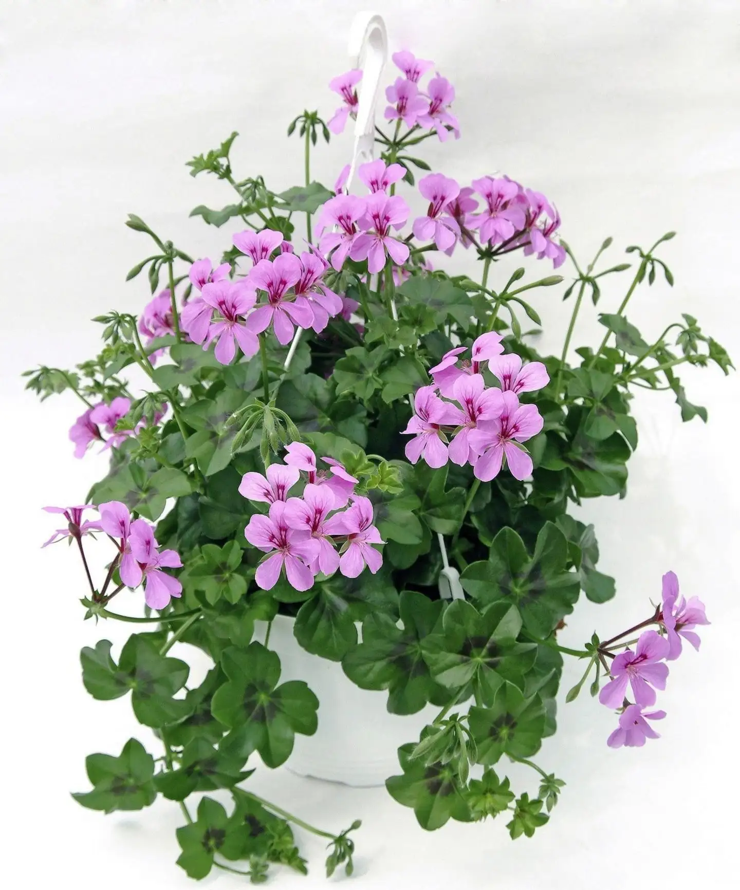 Riippupelargoni, 12 cm:n ruukku, värisekoitus