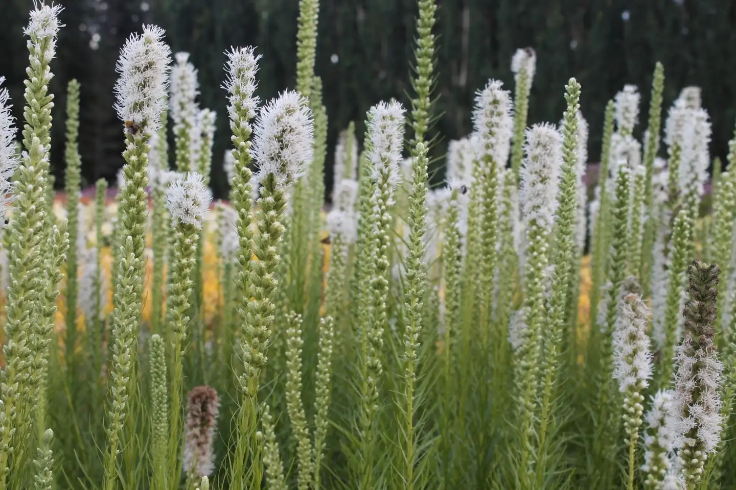 Noropunatähkä 'Floristan Weiss' Liatris spicata