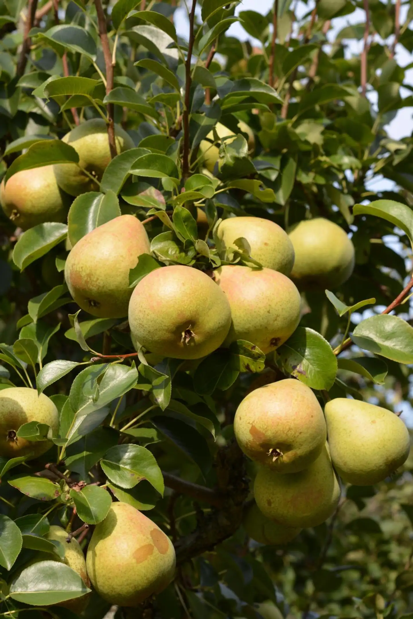 Päärynäpuu 'Lutsu' 7,5 l astiataimi Pyrus communis 'Lutsu'