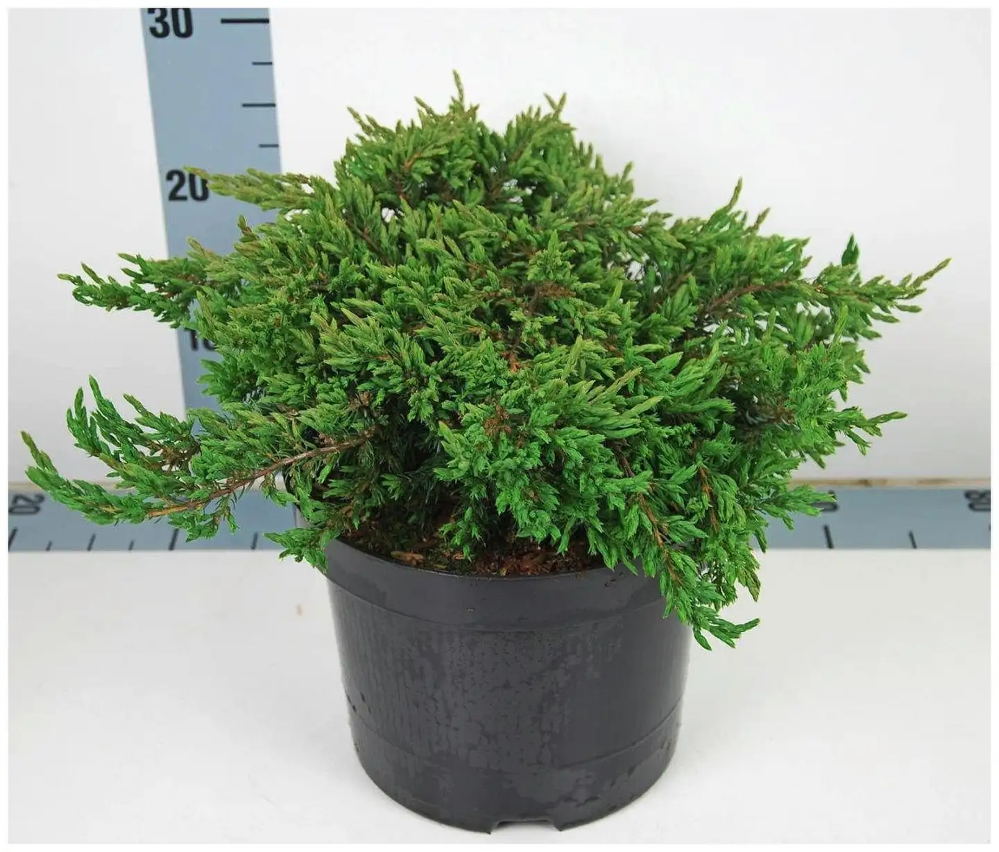P-Plant kääpiökataja 'Repanda' 30-40cm astiataimi 23cm ruukussa