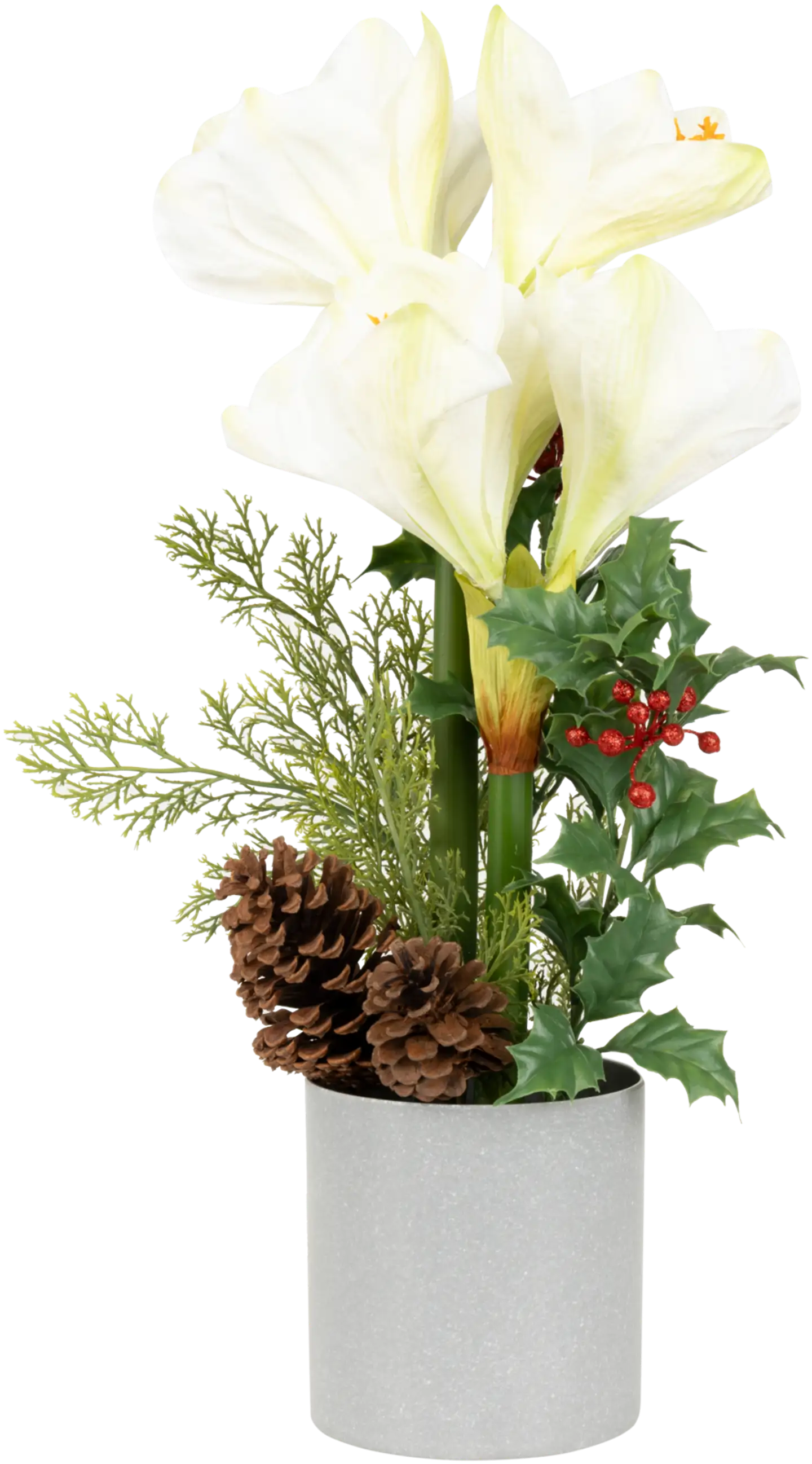 Tekokasvi Amaryllis ruukussa, erilaisia - 3