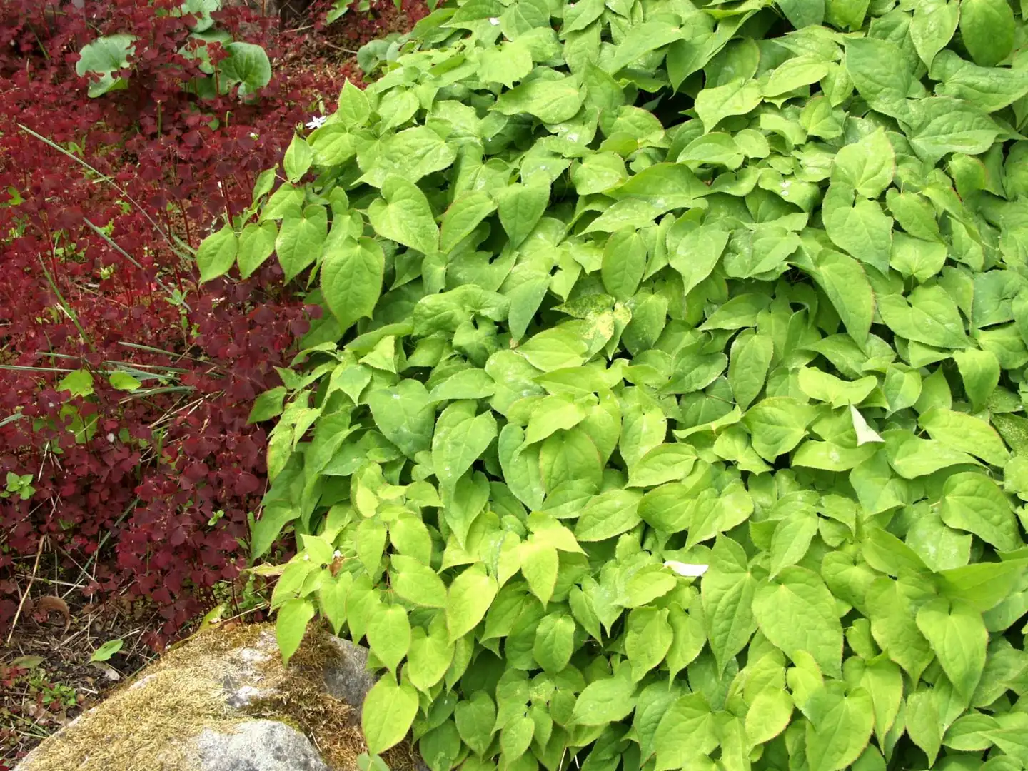 Tarhavarjohiippa Epimedium x rubrum