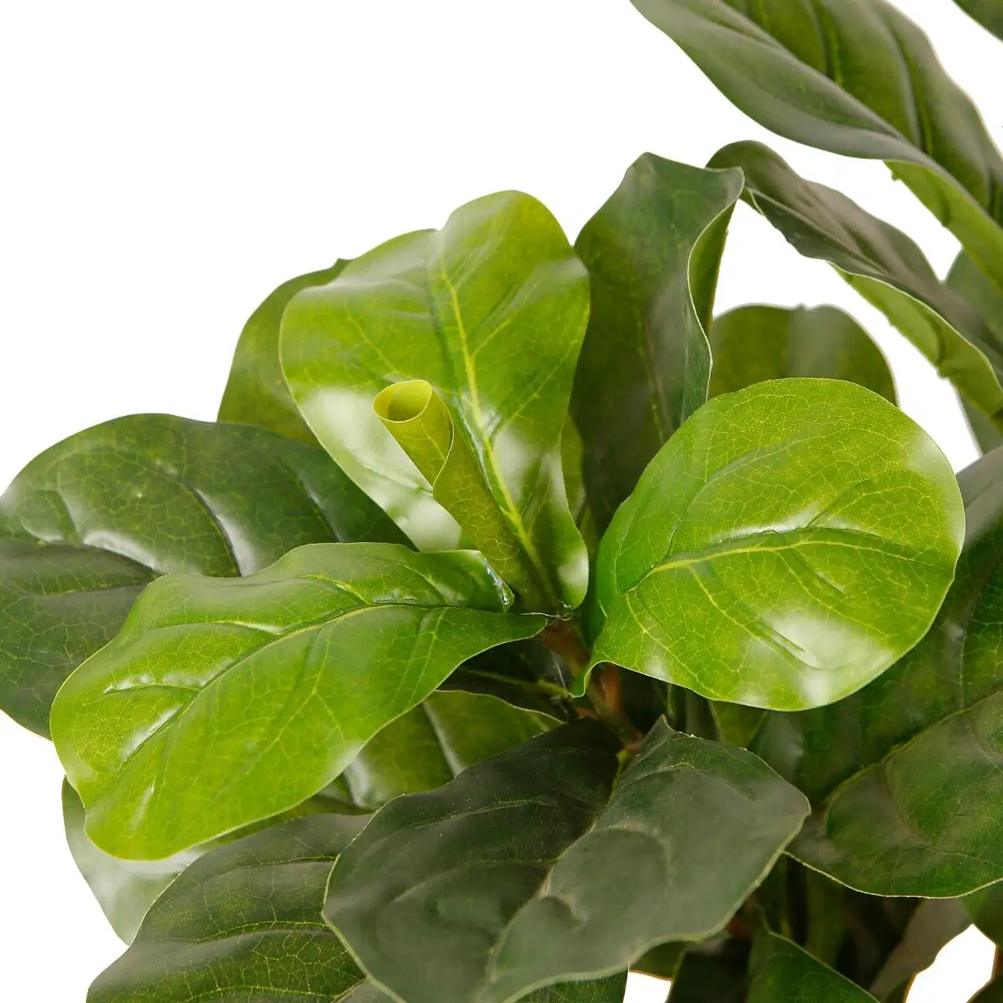 Lykke tekokasvi fiddle-leaf fig 85cm - 4