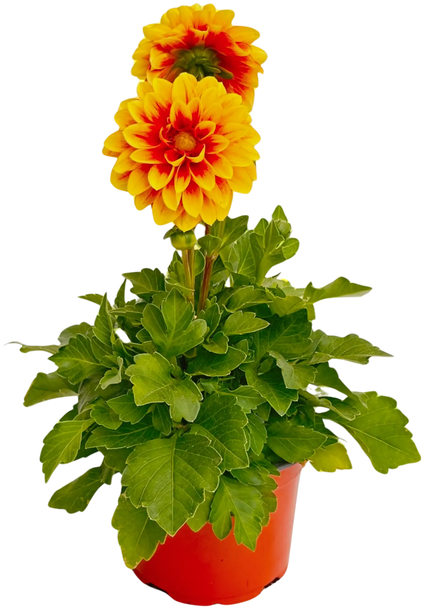 Pistokasdaalia 13 cm ruukku - 2