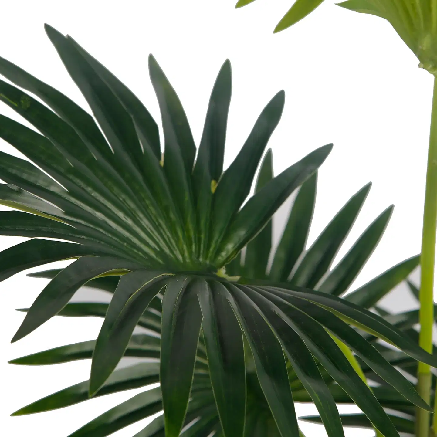 Lykke tekokasvi fan palm 100cm - 3