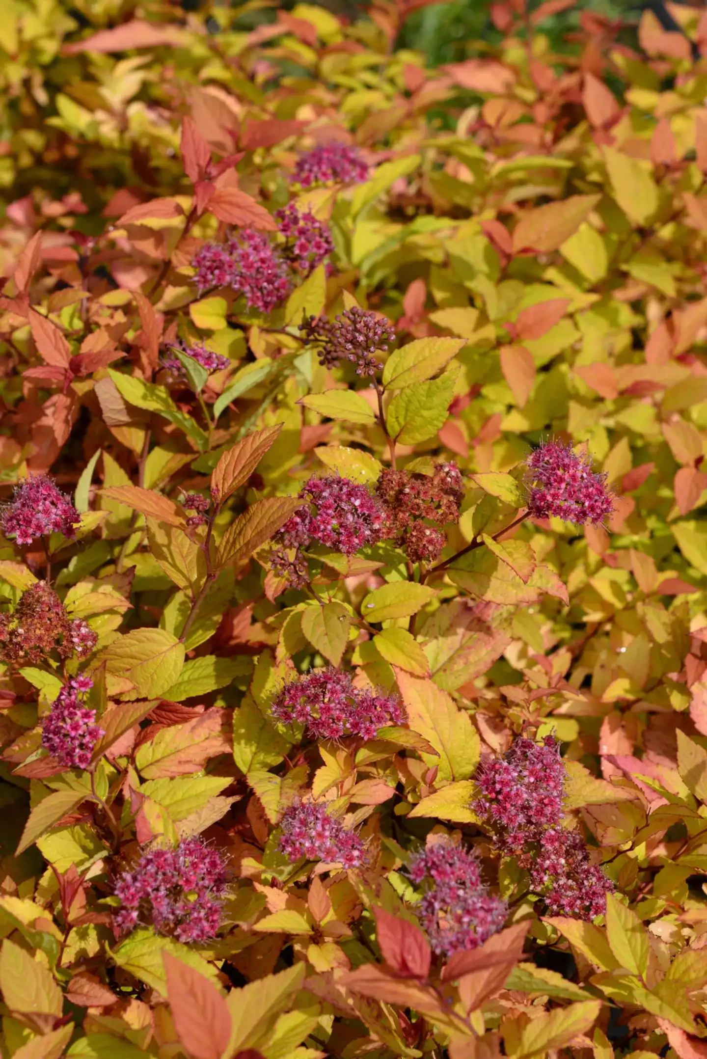 Keltajapaninangervo 'Firelight' 2 l Spiraea japonica 'Firelight' - 1