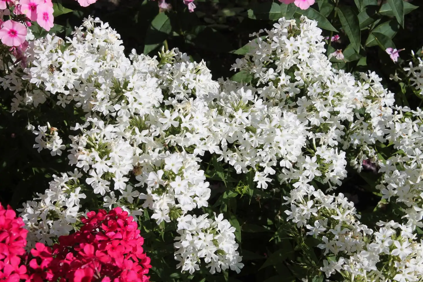 Syysleimu 'Early White' Phlox paniculata