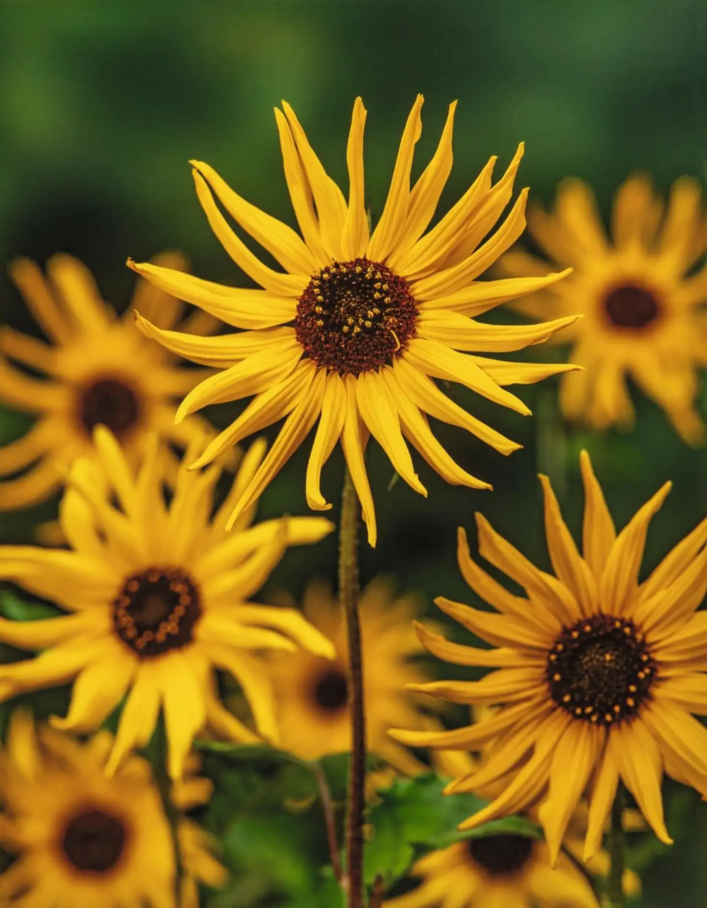 Maa-artisokka Helianthus tuberosus