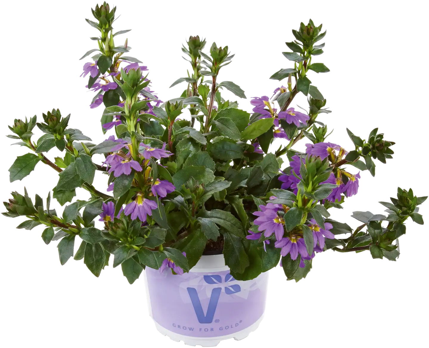 Siniviuhka Scaevola 12 cm ruukussa