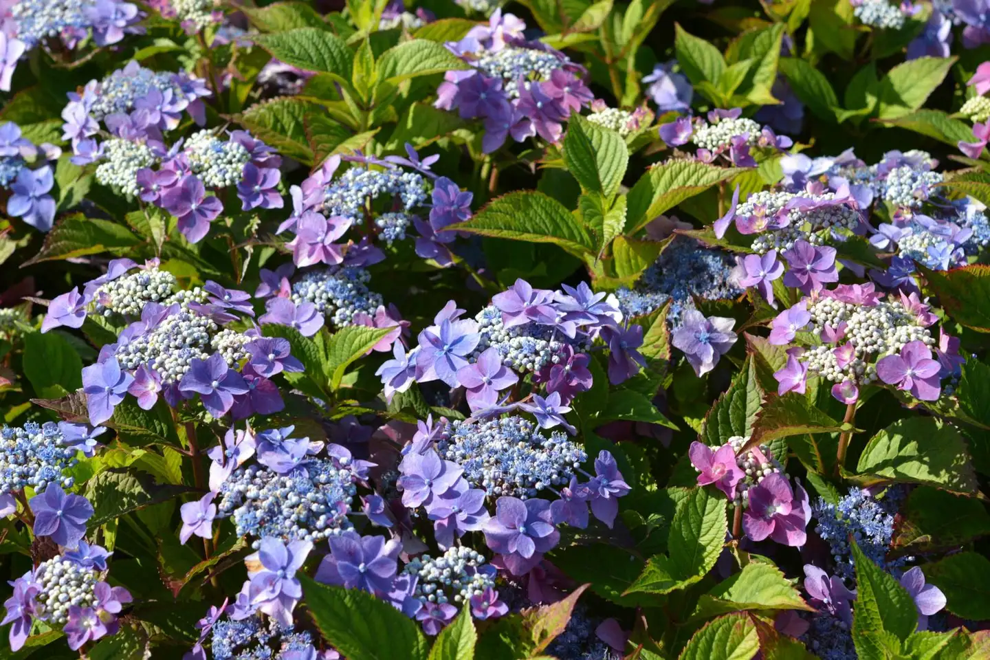 Safiirihortensia Flair & Flavours® ‘Blackberry Pie’ 5 l astiataimi, Proven Winners-lajike Hydrangea serrata 'MAK2'