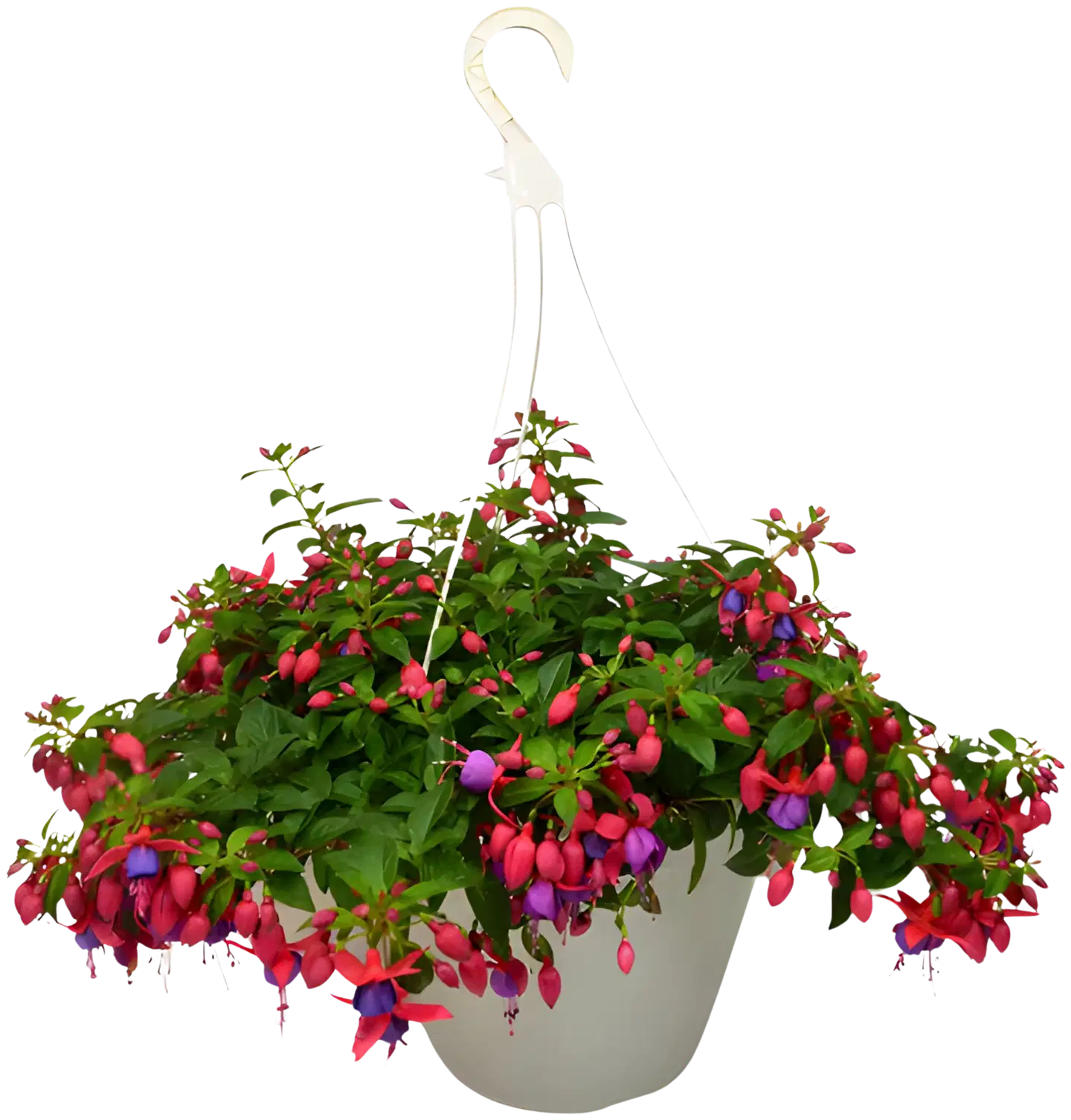 Verenpisara amppeli 23 cm ruukussa