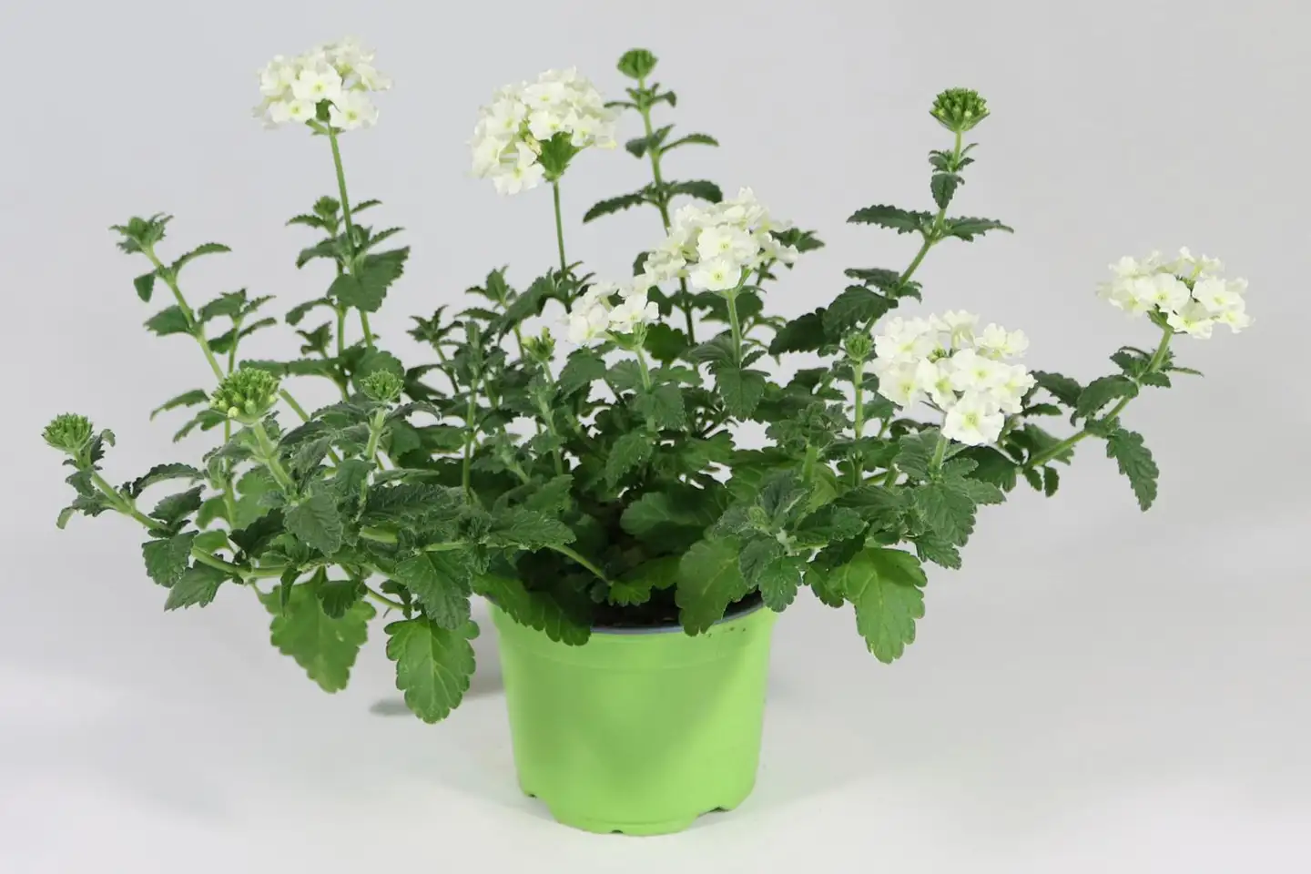 Verbena eli rautayrtti 12 cm ruukussa - 3