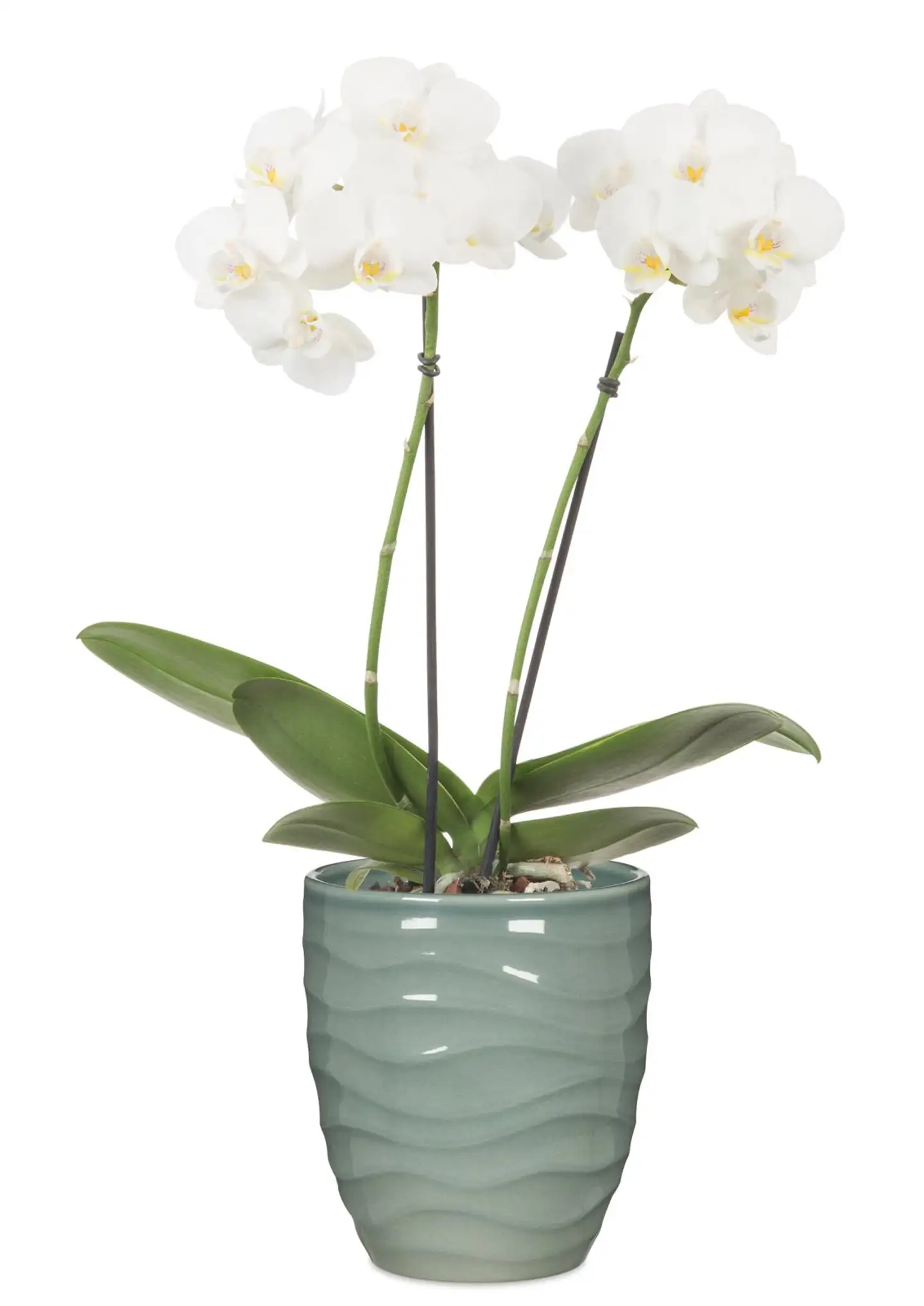 Scheurich orkidearuukku 689 15cm vihreä - 3