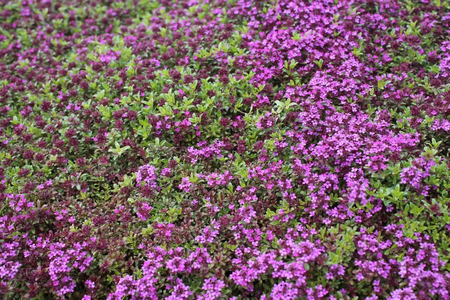 Harmaa-ajuruoho 'Coccineus' Thymus praecox 'Coccineus'