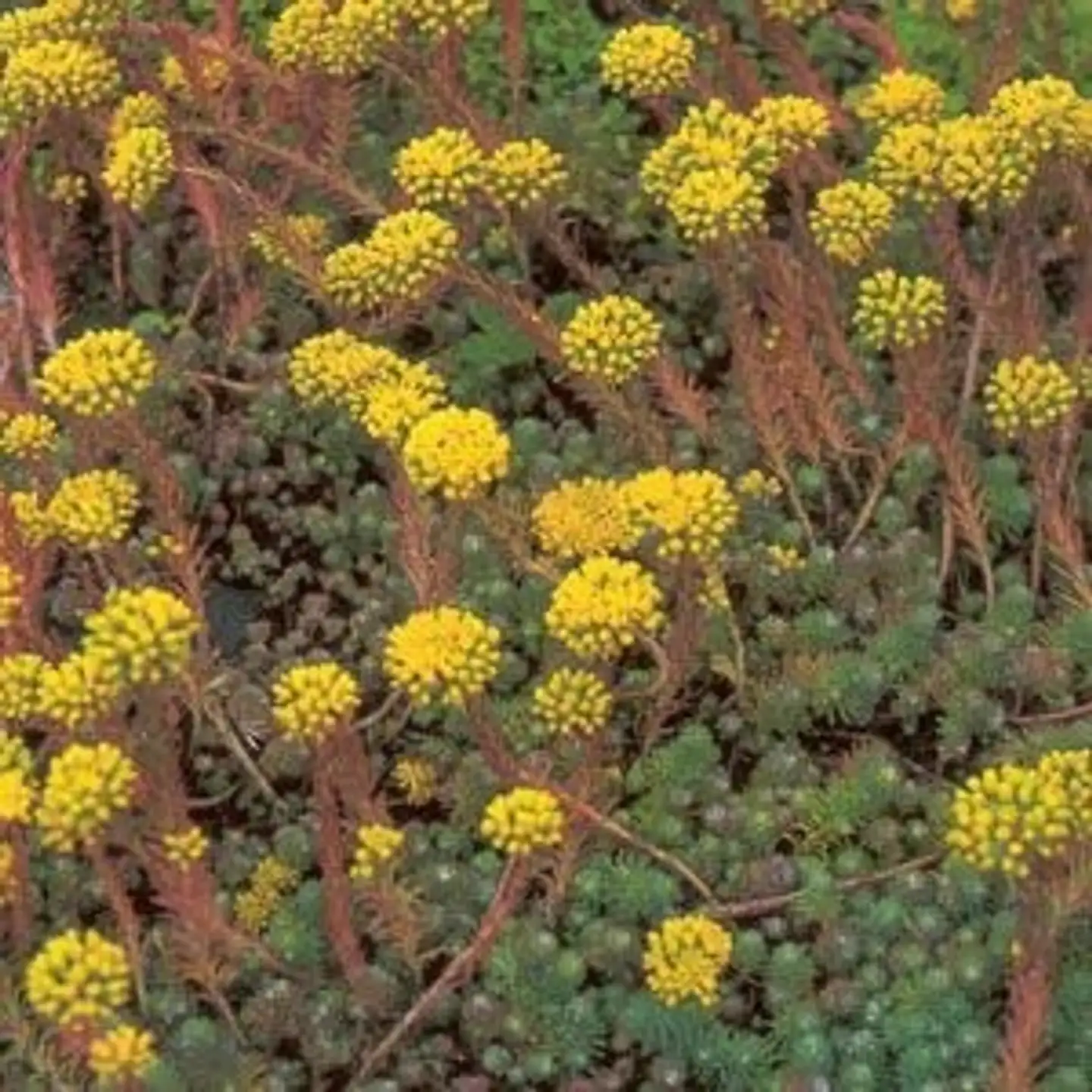 Kalliomaksaruoho Sedum rupestre