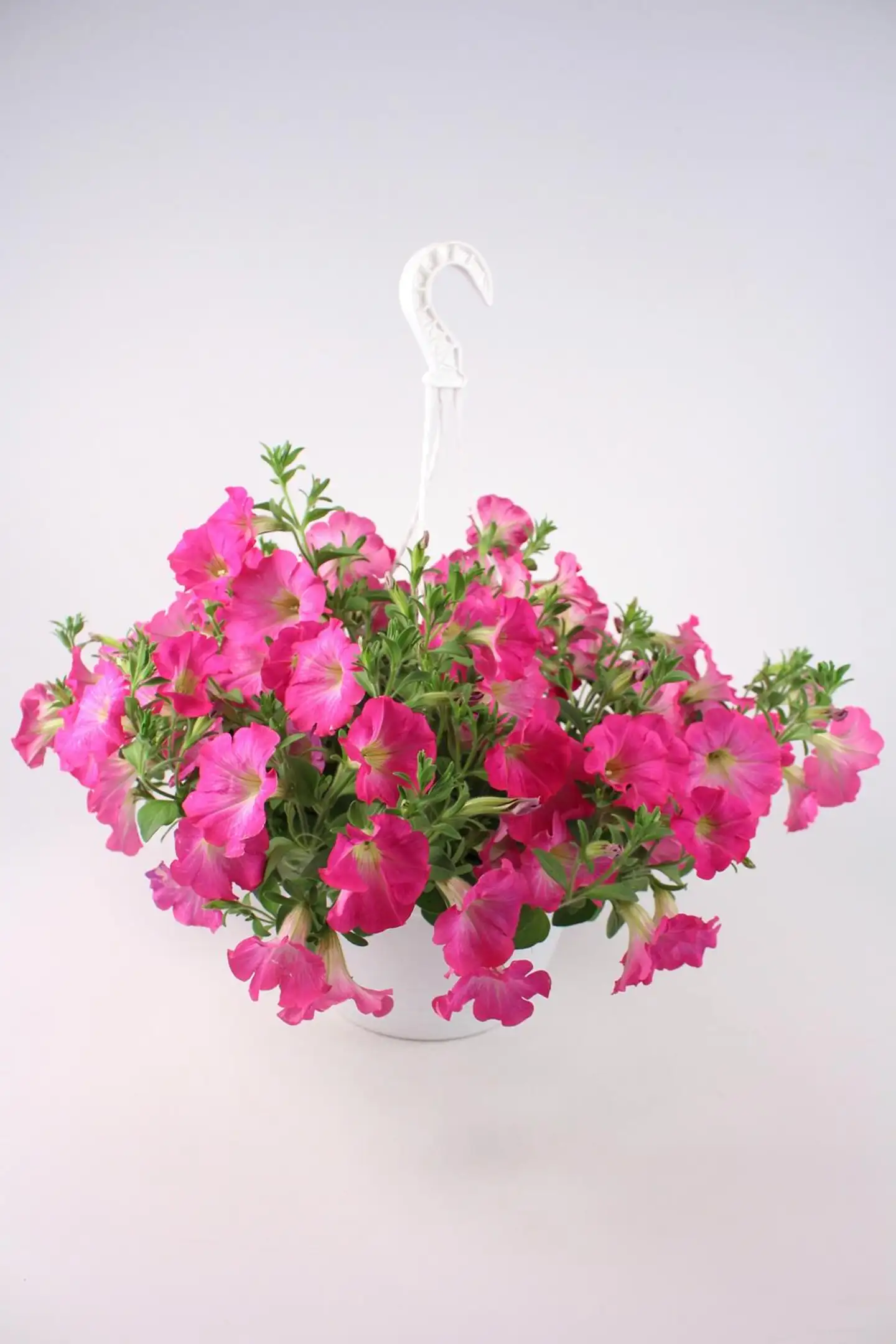 Petunia isokukallinen -amppeli 23 cm - 2