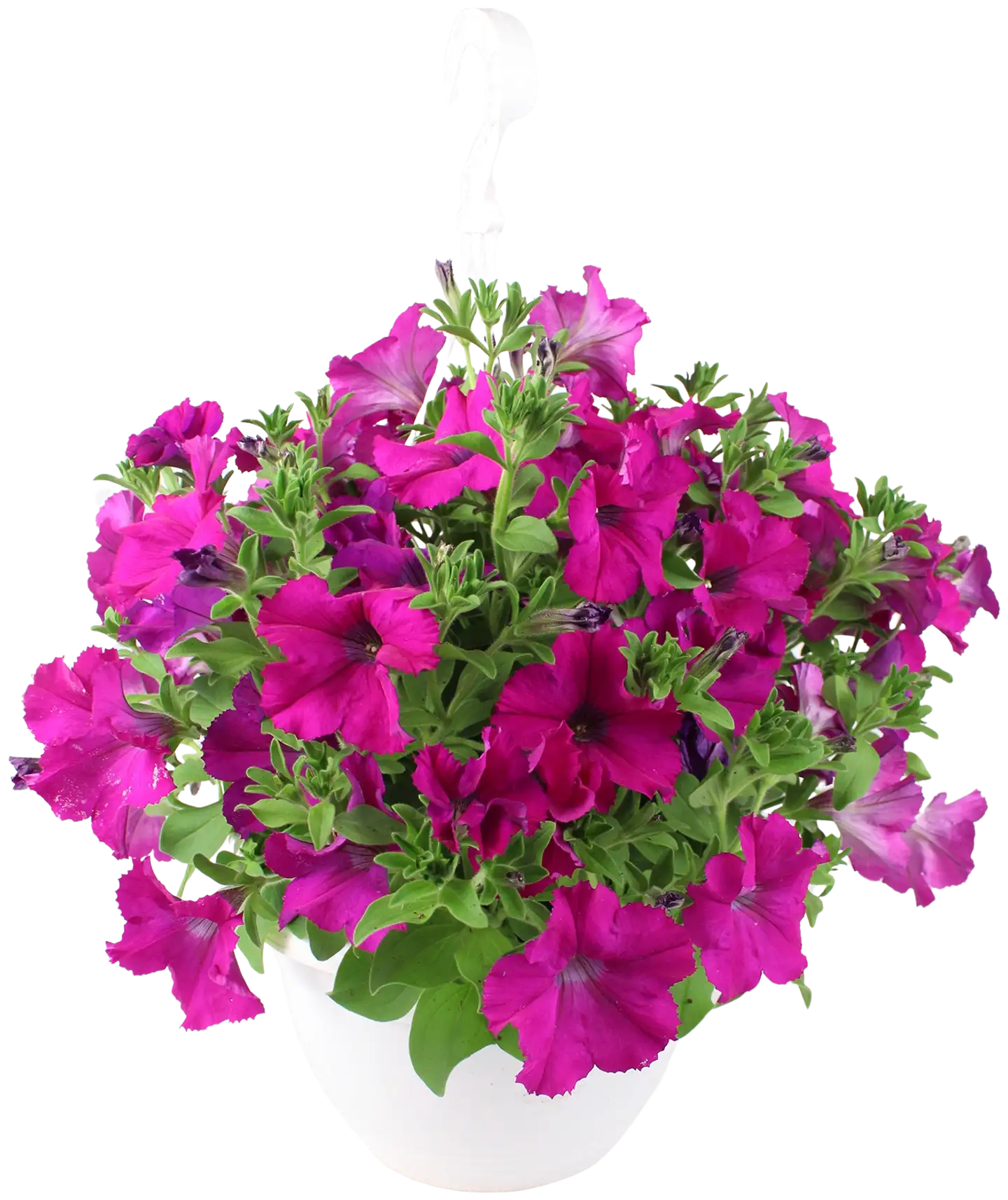 Petunia isokukallinen -amppeli 23 cm - 3