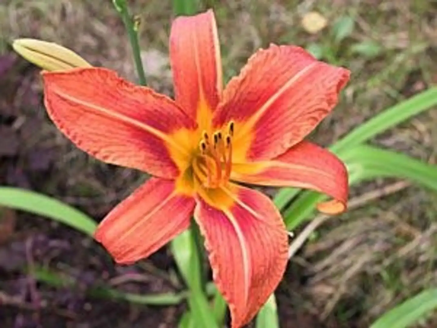 Tarhapäivänlilja 'Stella de Oro' Hemerocallis