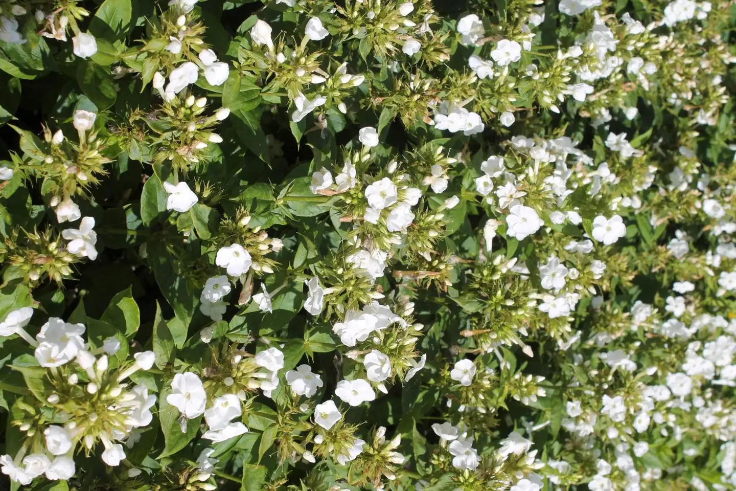 Syysleimu 'Younique White' Phlox paniculata 'Younique White'