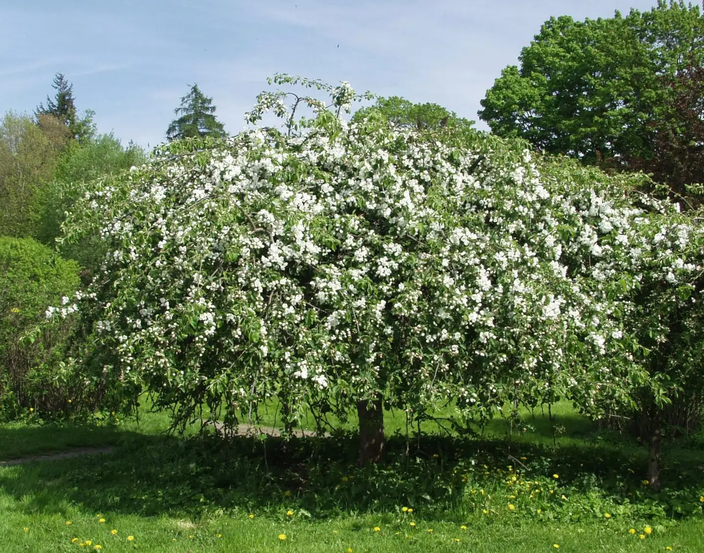 Rautatieomenapuu 'Hyvingiensis' 180cm astiataimi - 1