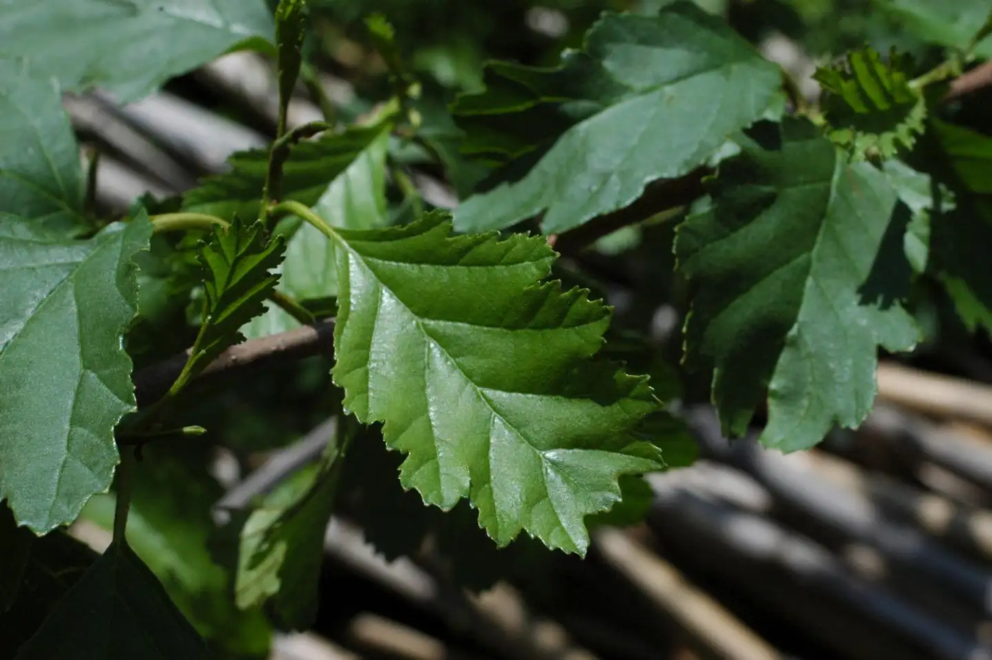 Tammenlehtileppä 150-250 cm astiataimi Alnus glutinosa f. quercifolia