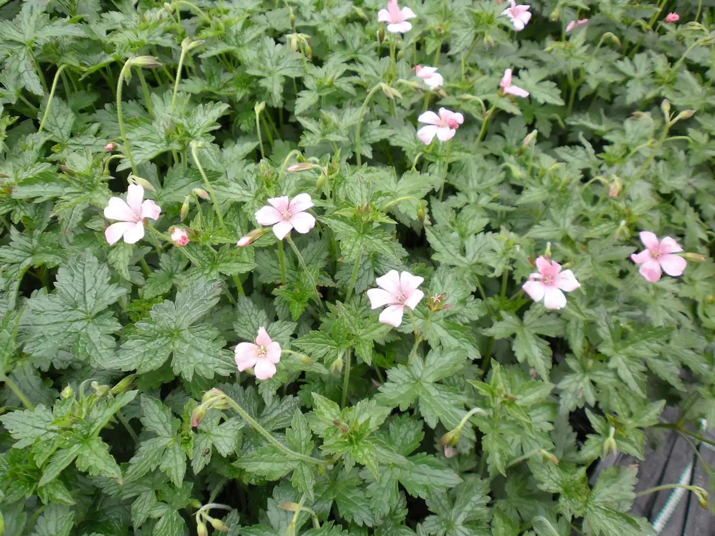 Espanjankurjenpolvi 'Wargrave Pink' Geranium endressii