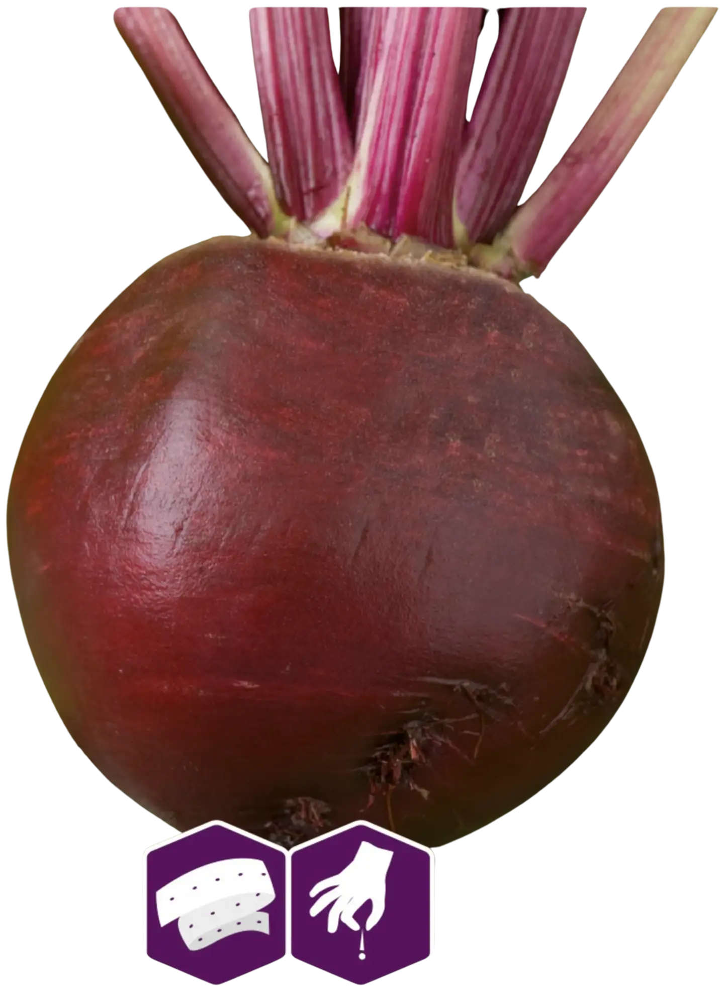 Nelson Garden Punajuuri, Solist, kylvönauha