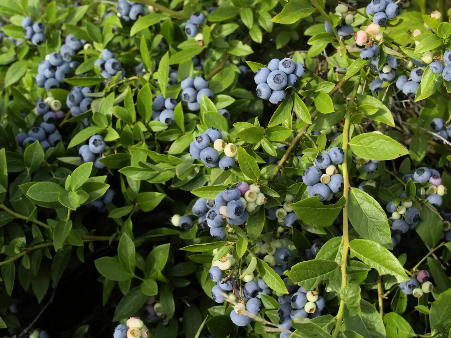 Tarhapensasmustikka 'North Country' Vaccinium angustifolium 'North Country', astiataimi 2 L