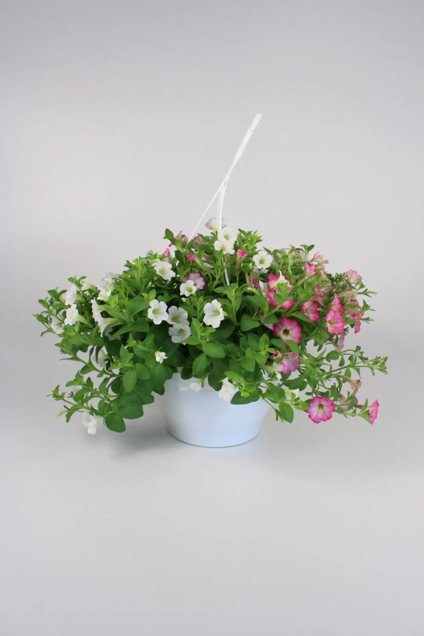 Twin mix amppeli 23 cm - 4