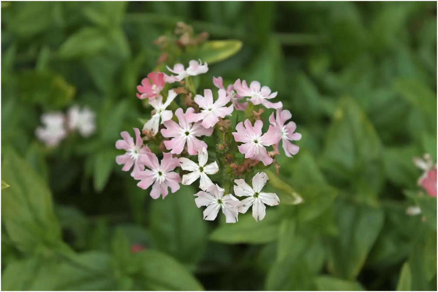 Palavarakkaus 'Carnea' Lychnis chalcedonica