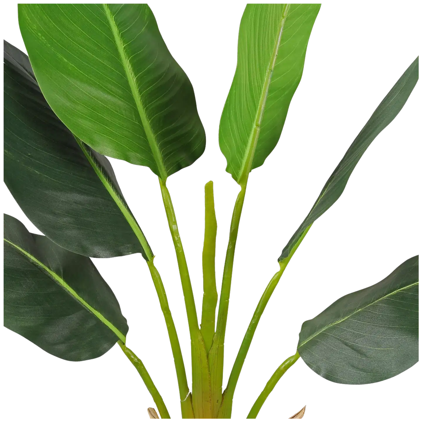 Lykke tekokasvi strelitzia tree 90cm - 3
