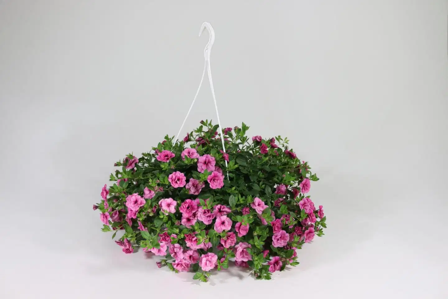 Amppeli kerrotuista lajikkeista, amppelin  halkaisija 23 cm - 2