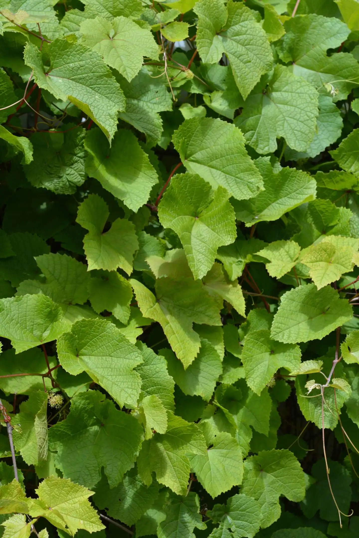 Amurinviini 2 l astiataimi Vitis amurensis - 2