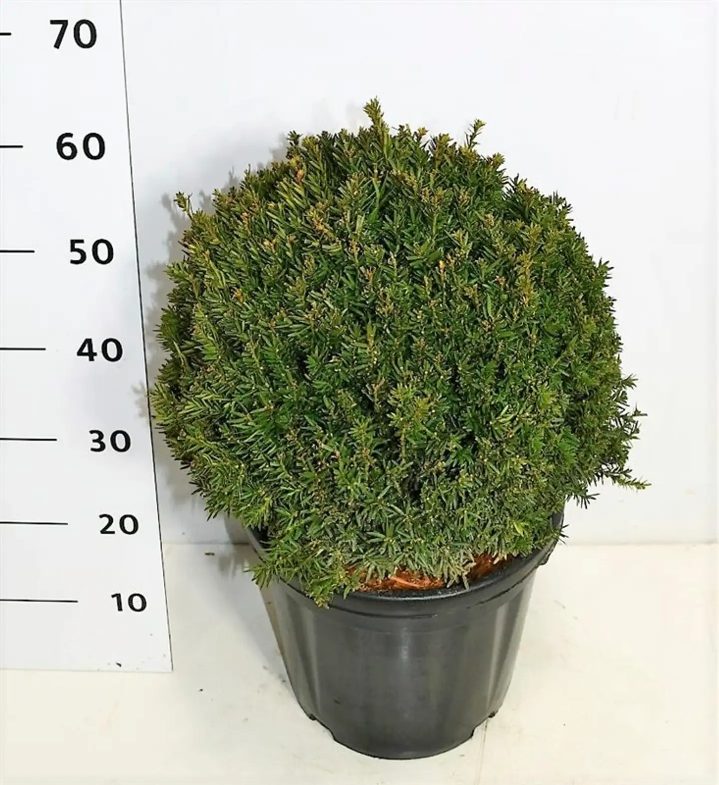 Kartiomarjakuusi 'Hillii' 40-45 cm pallo astiataimi 18 l Taxus media 'Hillii'