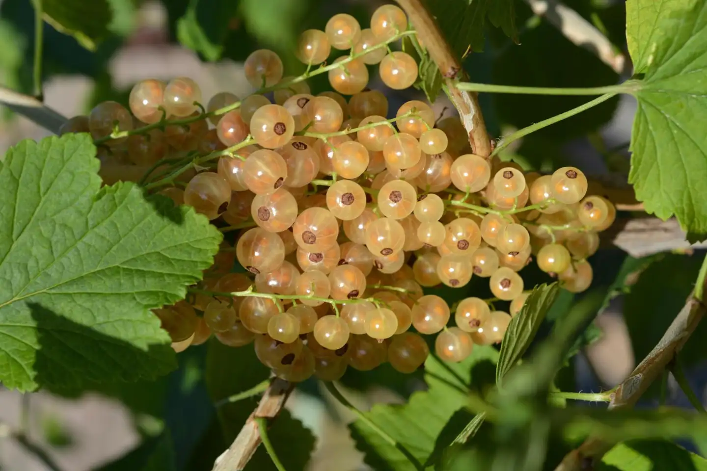 Valkoherukka rungollinen ’Piikkiön Helmi’ Ribes rubrum ’Piikkiön Helmi’