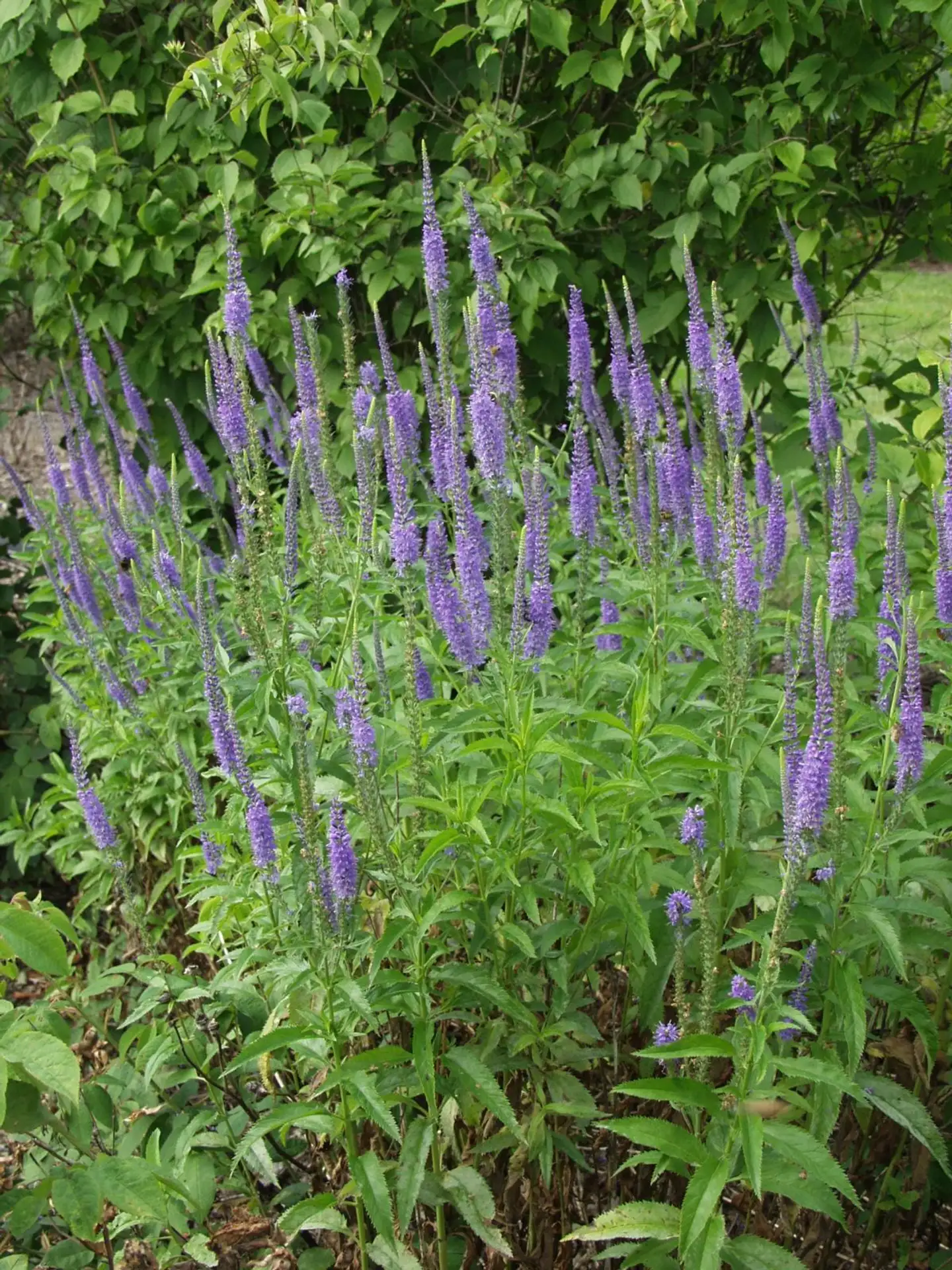 Rantatädyke Veronica longifolia