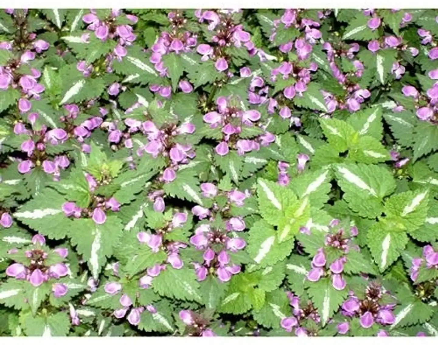 Hopeatäpläpeippi Lamium maculatum