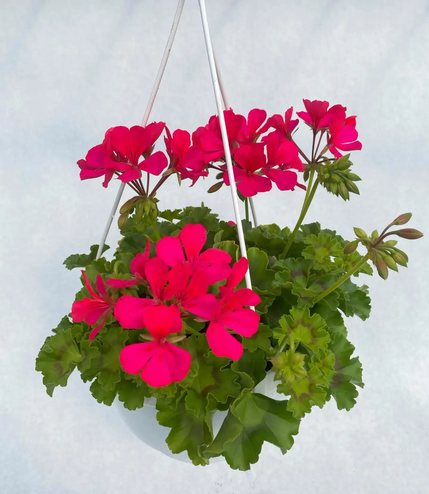 Pelargoniamppeli 23 cm amppelissa