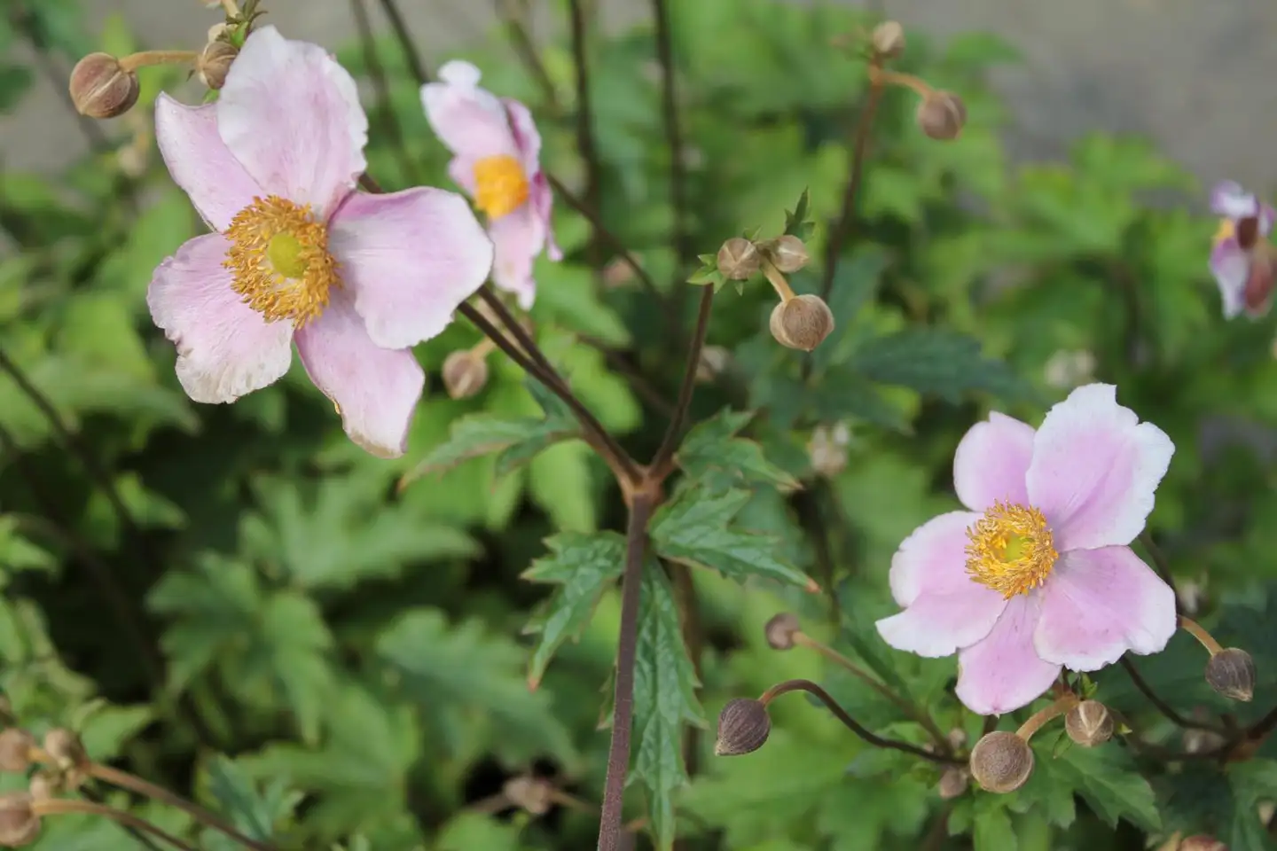 Satakunnan Taimitukku hopeasyysvuokko 'Robustissima' Anemone tomentosa 'Robustissima'