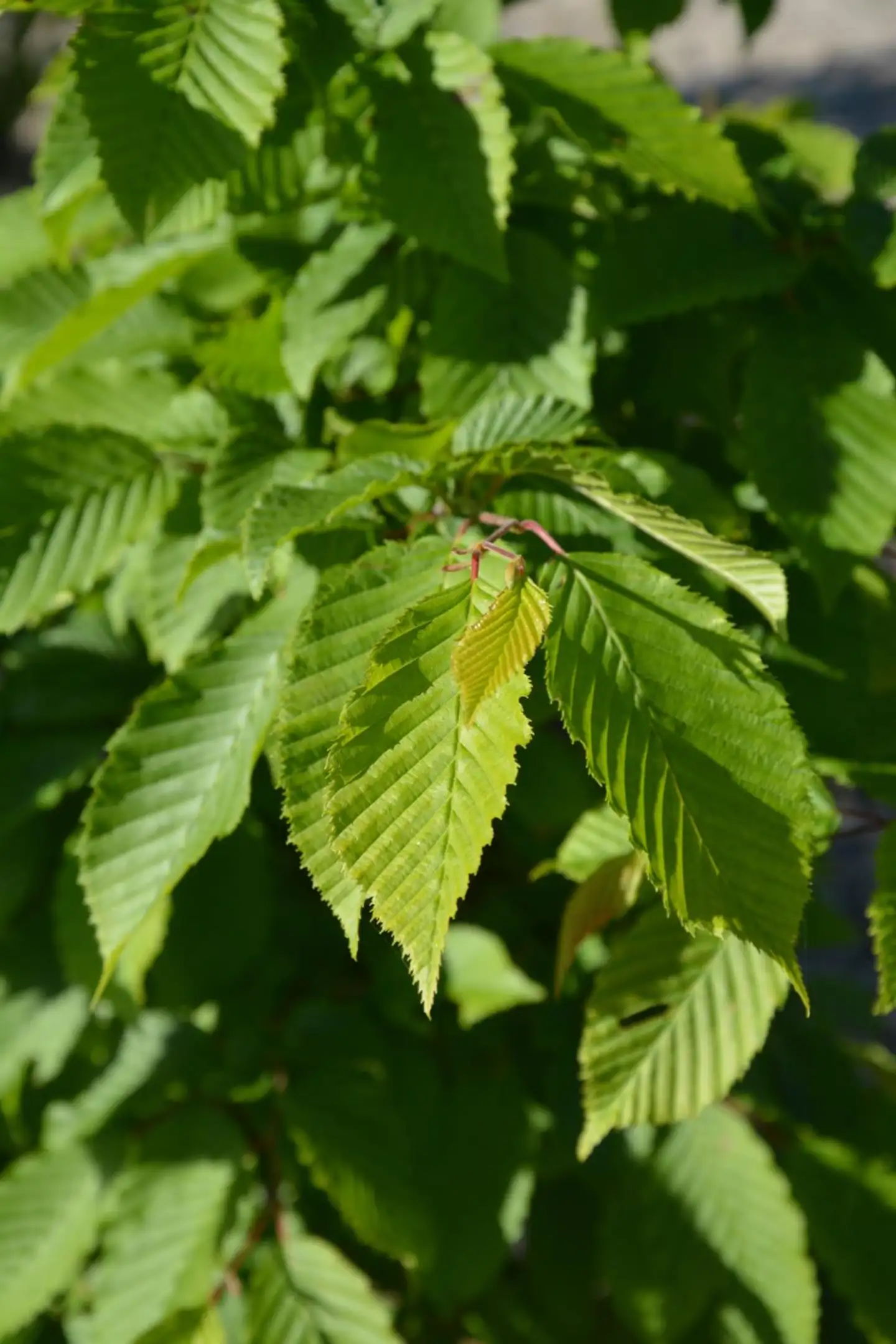 Euroopanvalkopyökki 125-150 cm astiataimi Carpinus betulus