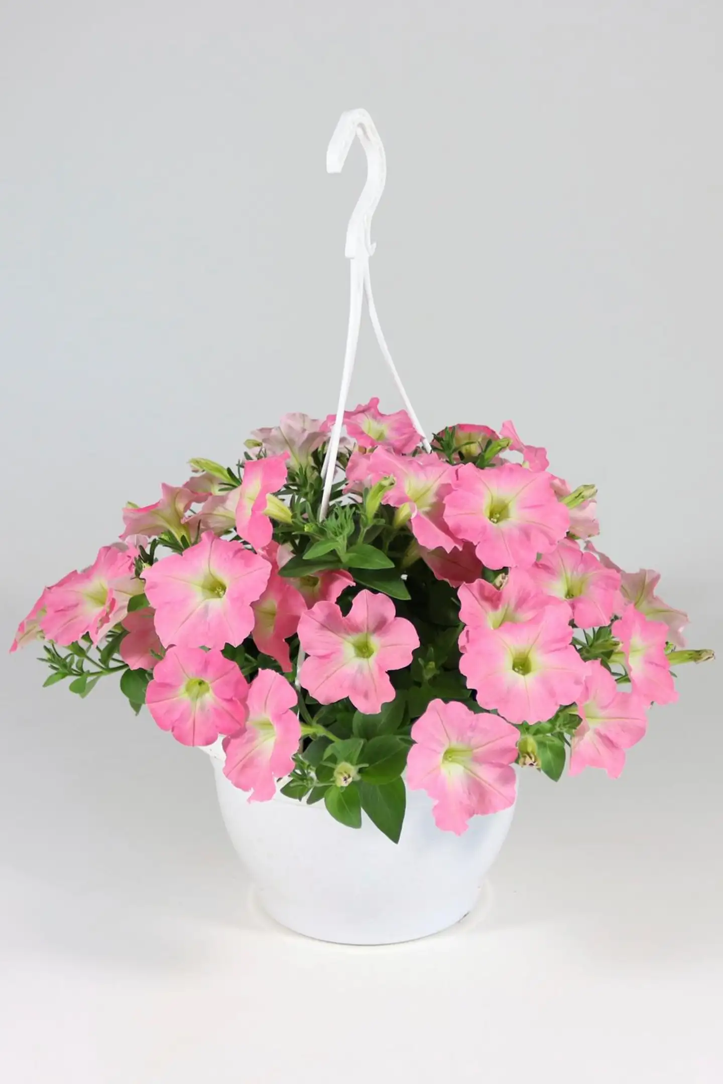 Petunia isokukallinen -amppeli 23 cm - 1