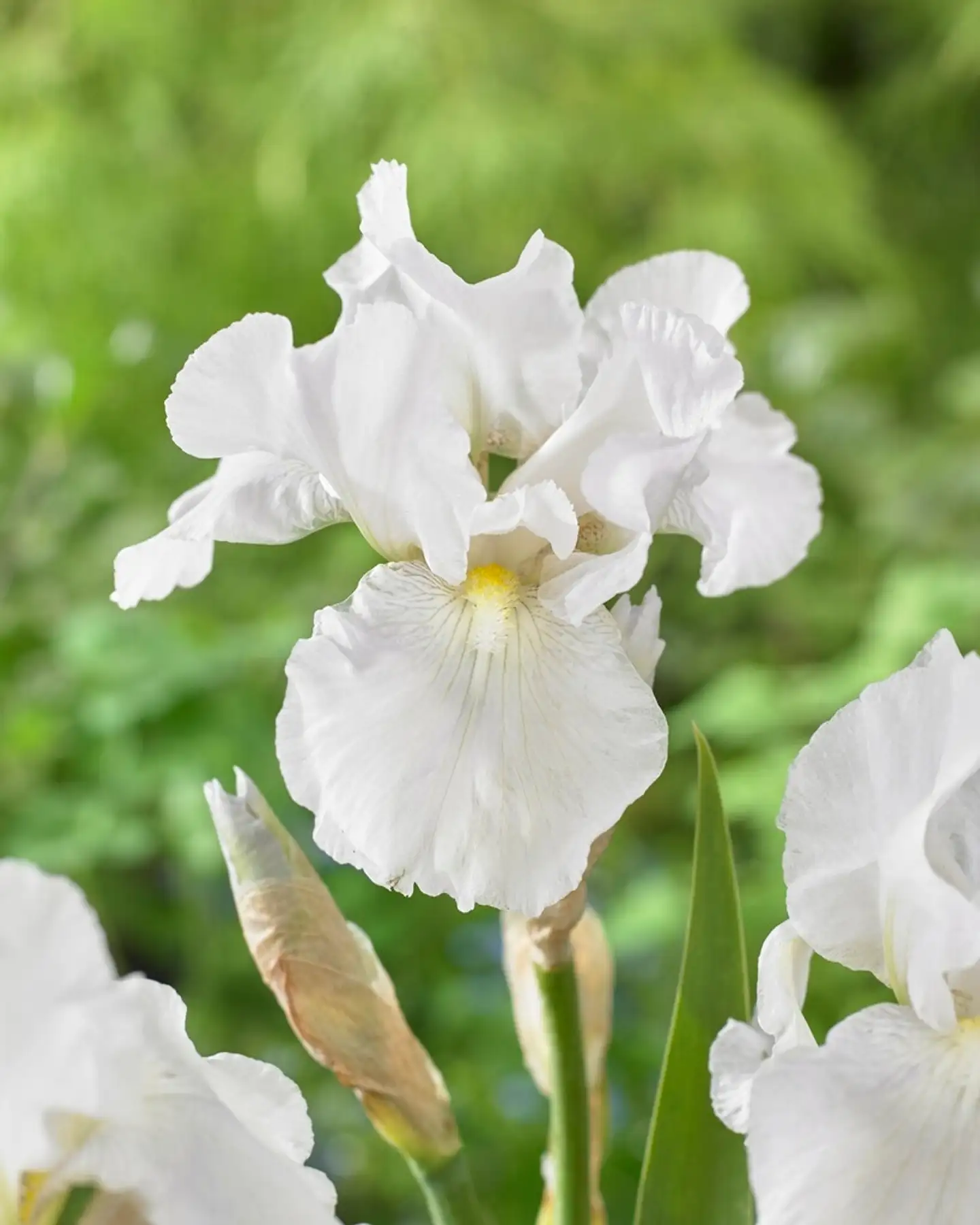 Tarhakurjenmiekka 'Immortality' Iris Germanica 'Immortality'