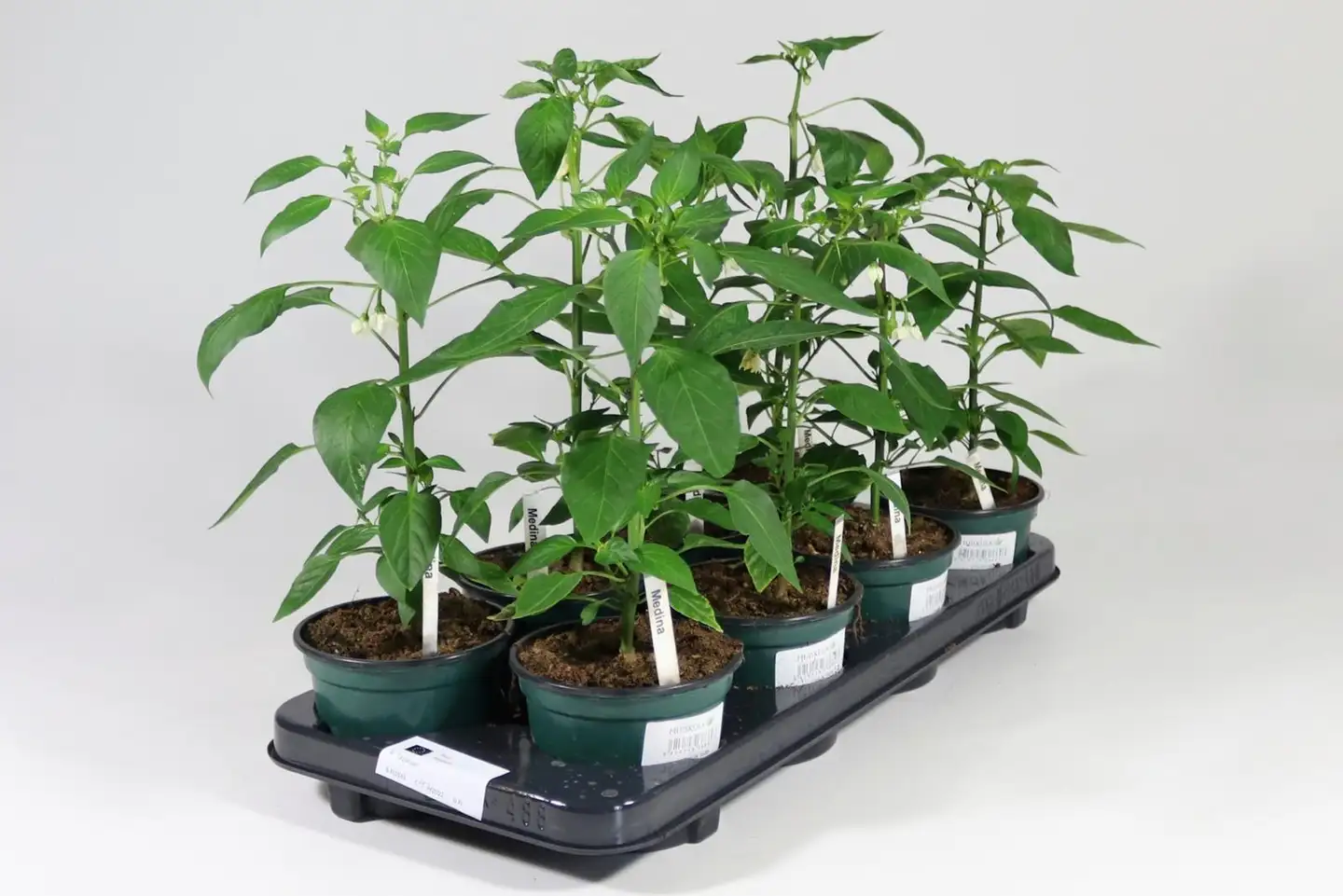 Chilintaimi 12 cm ruukussa