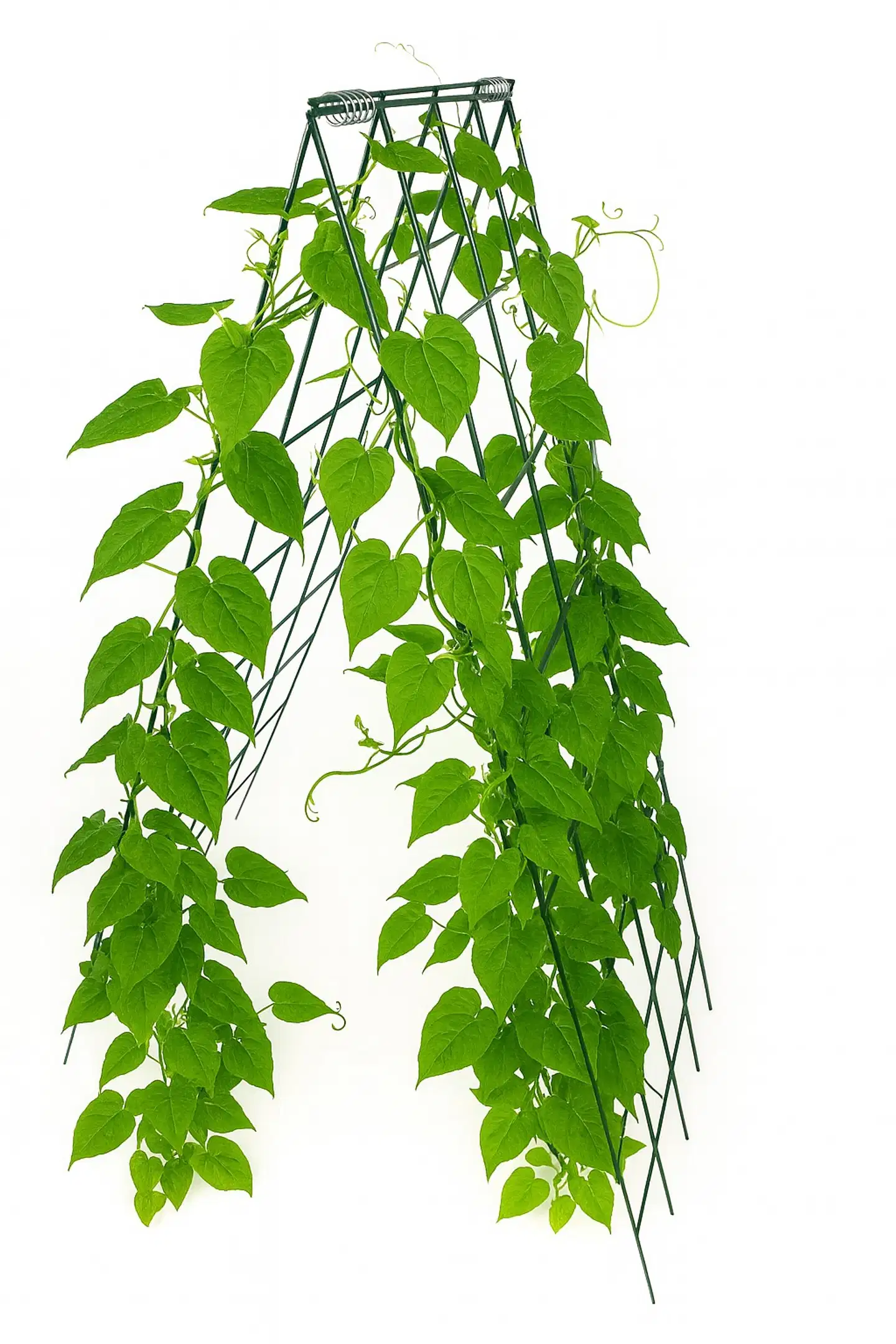 Köynnöstuki metallisäleikkö - 3