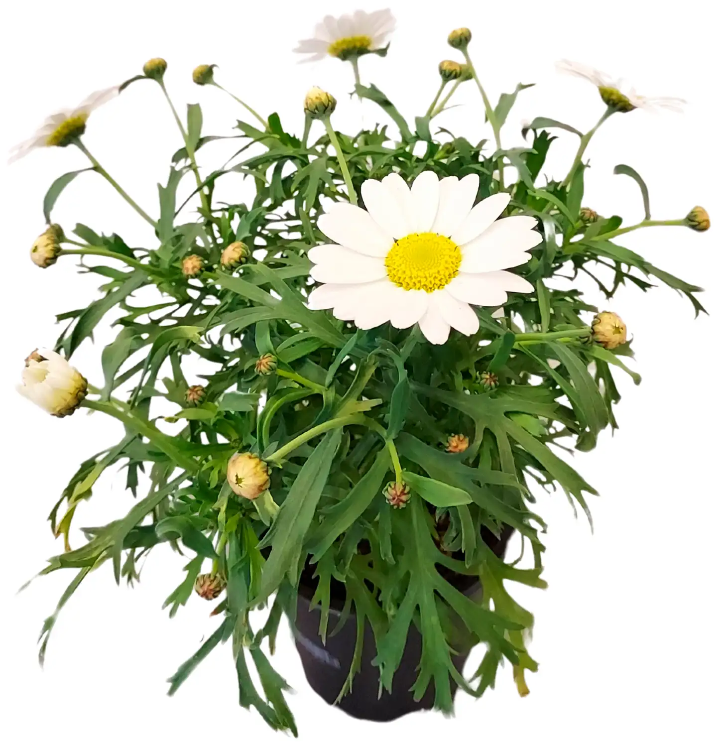 Marketta valkoinen 12 cm - 1
