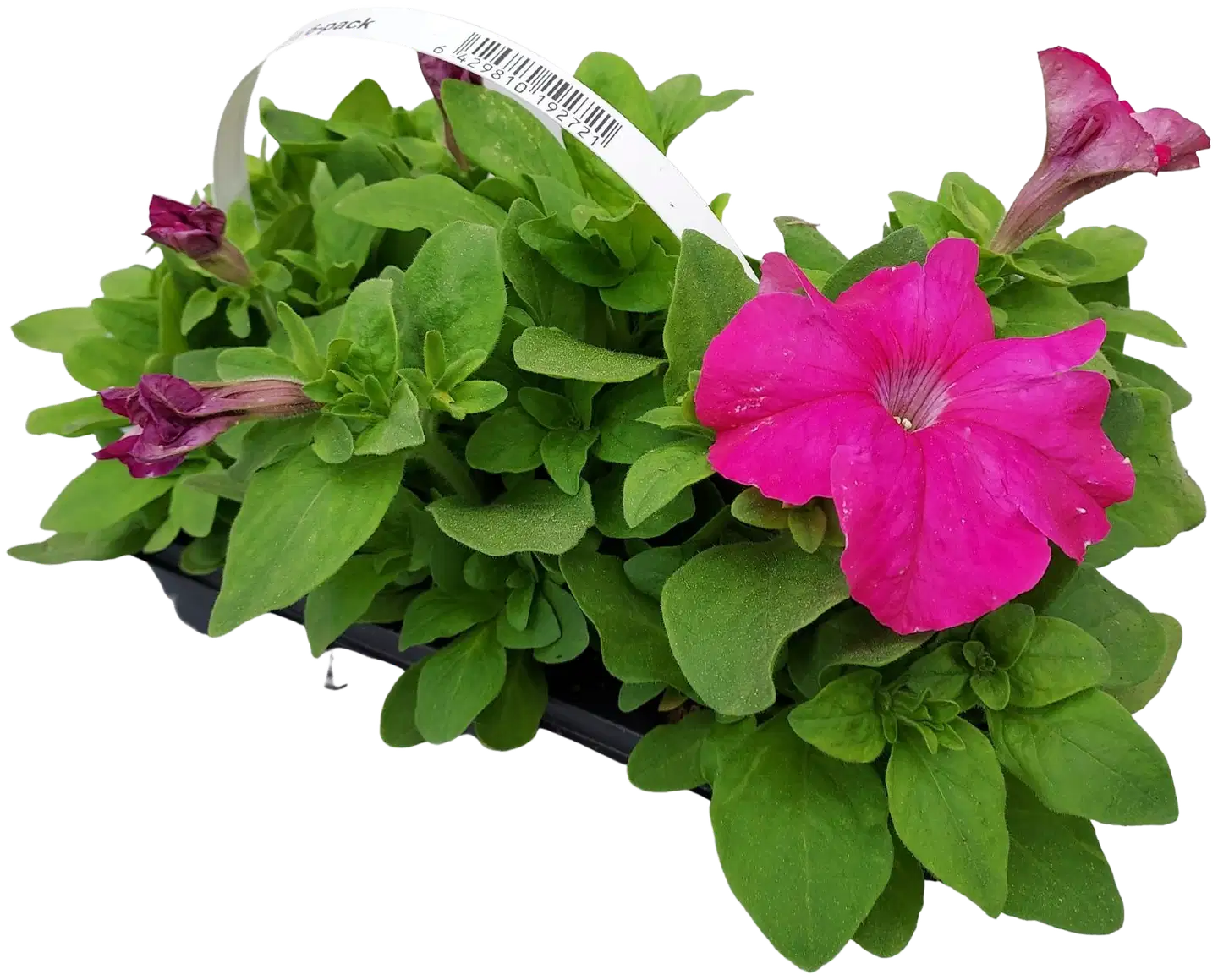 Petunia 6-pack - 2