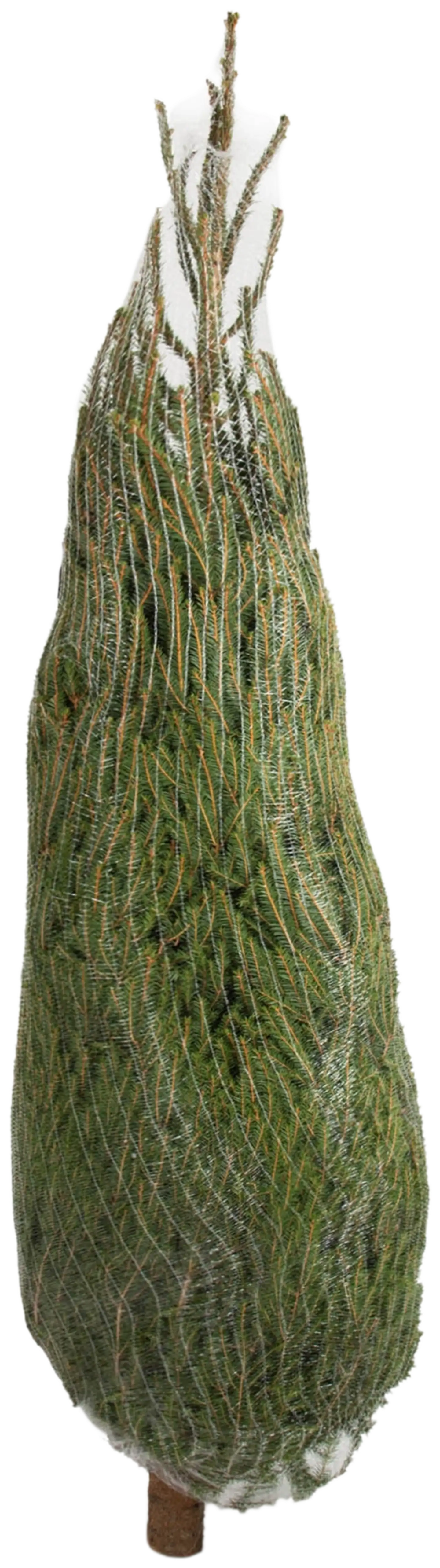 Joulukuusi, suomalainen metsäkuusi Picea abies, koko 1-1,5 m - 2