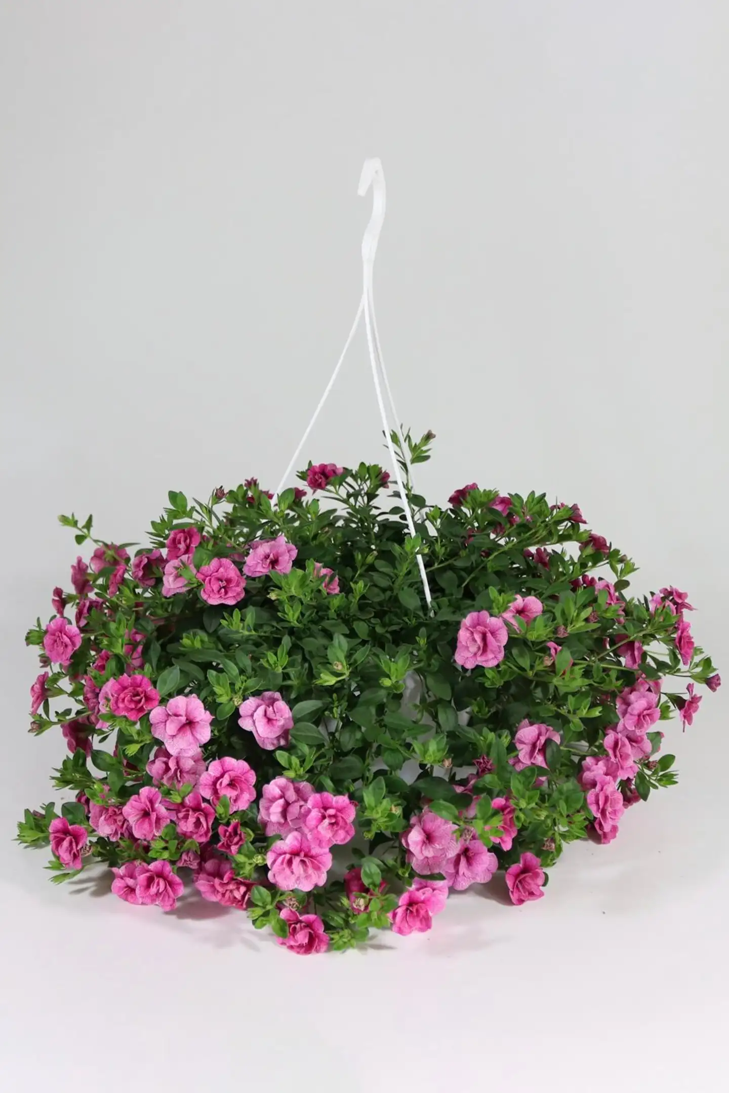 Kerrottukukkainen amppeli mix 23 cm - 2